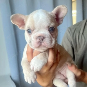 Prince sucht ein neues Zuhause