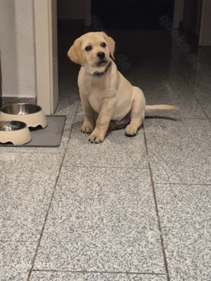 Labrador Rüde