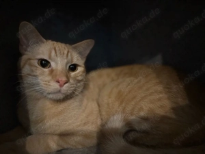 BKH-Mix Kater zu verkaufen