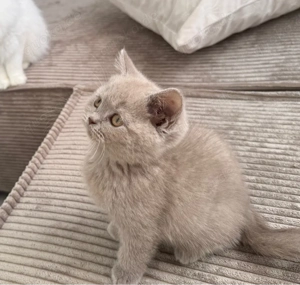 BKH kitten Lilac Fawn 4 Monate 