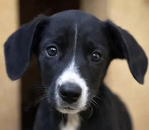 Nuget - und Bruder SANTO, die lieben Kerlchen sollen nun ein behütetes Zuhause finden.