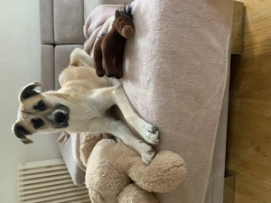 Schäferhund Mischling