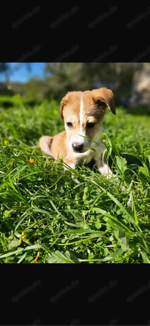 rüde sucht neues zuhause 