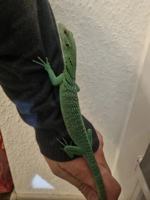 0.0.1 Varanus Prasinus