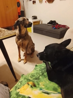 Mus schweren herzens meine hundin verkaufen 