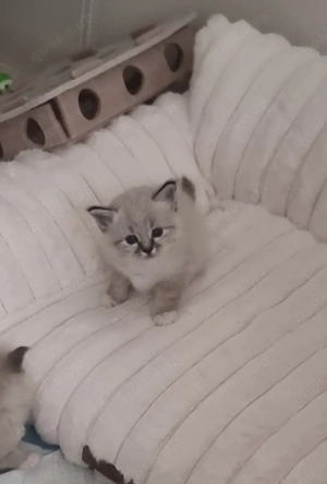 Heilige Birma Kitten