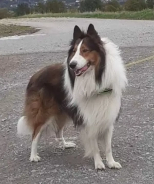 Collie Deckrüde Amerikanische Altdeutsche Linie 