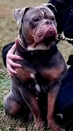 OEB Old English Bulldog Hündin 3 Jahre lilac tricolor 