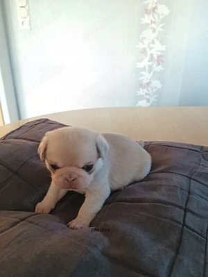 Altdeutsche Mops Welpen frei atmend, mit Stammbaum