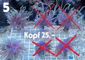 Meerwasser Korallen-Ableger !!EXPRESSVERSAND!!