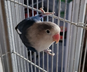 Pfirsichköpfchen hahn