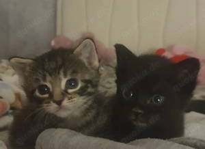 Süße Kätzchen suchen ein liebevolles Zuhause   