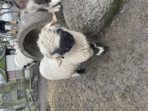 Walliser Schwarznasenschafe 