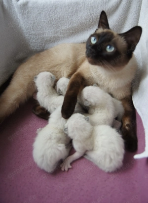 Reinrassige Siam Katzen Kätzchen, alter Typ Thai Siam Kitten