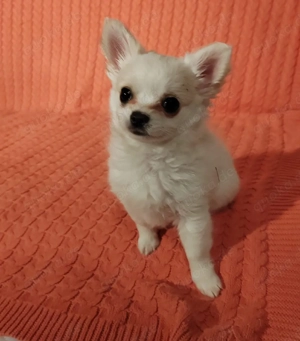 Chihuahua Welpe Mädchen, Schneeweiß in liebevolle Familie abzugeben 