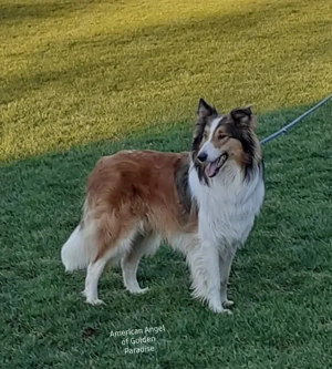  Collie Deckrüde Amerikanische Altdeutsche Linie 