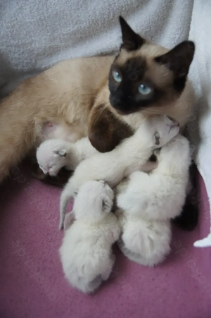 Reinrassige Siam Katzen Kätzchen, alter Typ Thai Siam Kitten