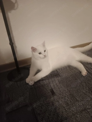 Weißer Kater 8 Monate alt 