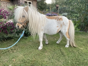 Minishetty Shetty Mini Pony Stute und Hengst Bild 3