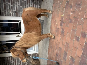 Minishetty Shetty Mini Pony Stute und Hengst Bild 2