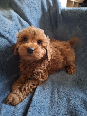 Wunderschöne Zwergpudel Welpen Red-Brown   liebevolle Familienaufzucht   geimpft, gechipt, EU-Pass