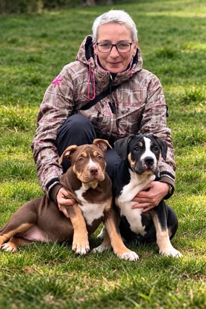 American Bully XL Tricolor 