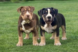 American Bully XL Tricolor 