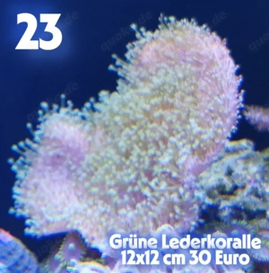 Meerwasser Weichkorallen !!! Expressversand !!!