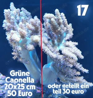 Meerwasser Korallen-Ableger !!EXPRESSVERSAND!!