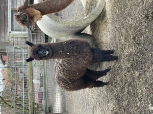 Zwei tolle Alpaka Absetzer