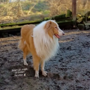 Collie Deckrüde Amerikanische Linie 