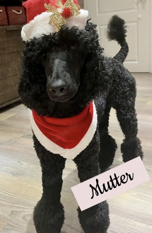 Königspudel Welpe Rüde 10 Wochen alt 