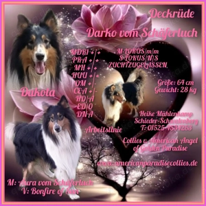 Collie Deckrüde Amerikanische Altdeutsche Linie 