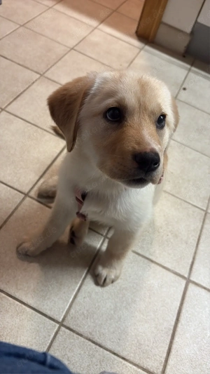 Labrador Hundin  Bild 2