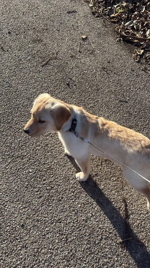 Labrador Hundin  Bild 3