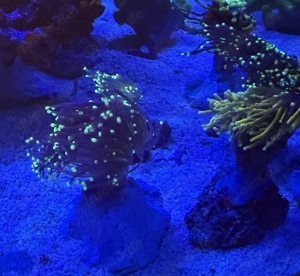 Verschiedene Euphyllia zu verkaufen von 10-50 Euro