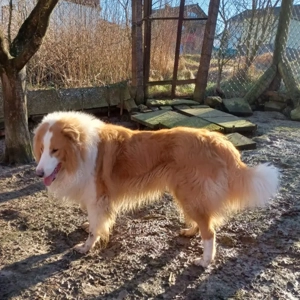 Amerikanischer Collie Deckrüde 