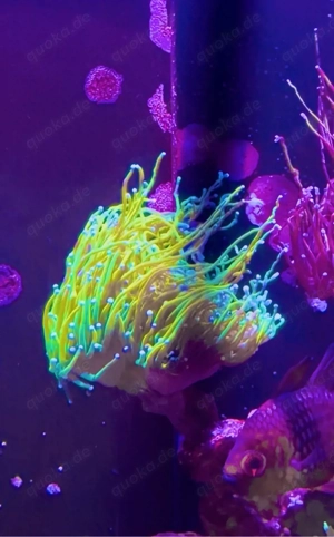 Euphyllia glabrescens Banana Holy Grail