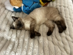 BKH Katze zu verkaufen 