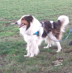 Collie Deckrüde Amerikanische Altdeutsche Linie 