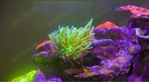 Euphyllia Banana 1.0