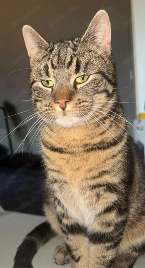 verkaufe mein wunderschöner kater 