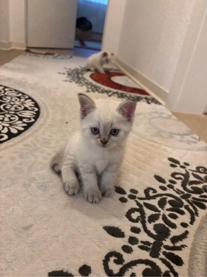BKH und Siam Mix Kitten ab 12.Wochen abzugeben!