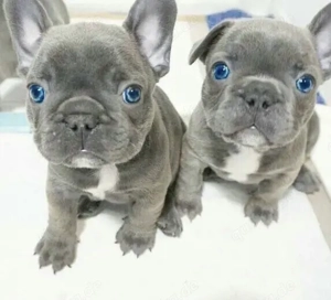 Zuckersüße sportliche Französische Bulldoggen Welpen Blue Lilac