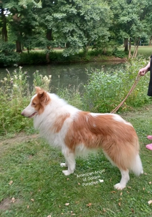 Amerikanischer Collie Deckrüde 
