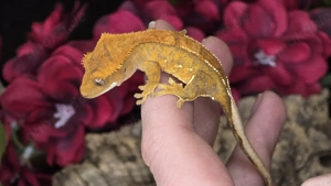 Kronengecko Tangerine 0.0.1