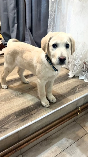  Labrador Retriever Welpen suchen ein liebevolles Zuhause