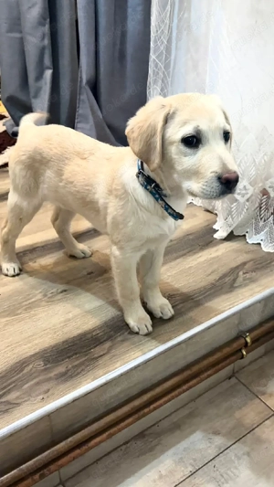 Rocco, Labrador Retriever Welpe, sucht ein liebevolles Zuhause. Sofort verfügbar