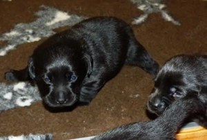 Wir haben Welpen in Schwarz Bild 10