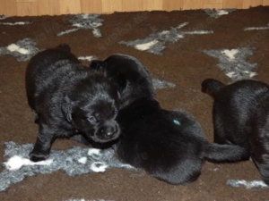 Wir haben Welpen in Schwarz Bild 9